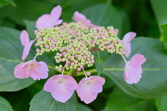 紫陽花