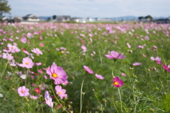 中宮寺跡の秋桜