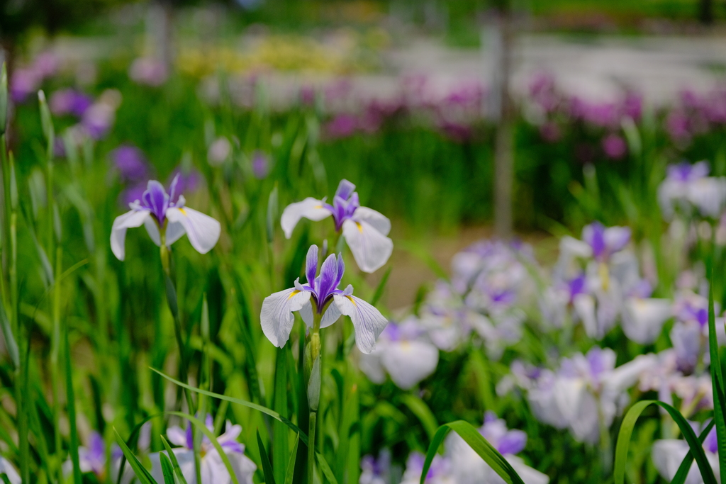 万博記念公園の菖蒲園