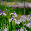 万博記念公園の菖蒲園
