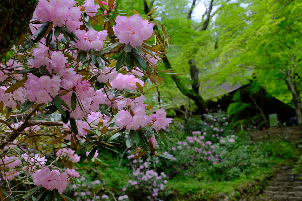 石楠花