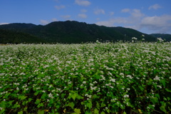 箱館山麓 そば畑