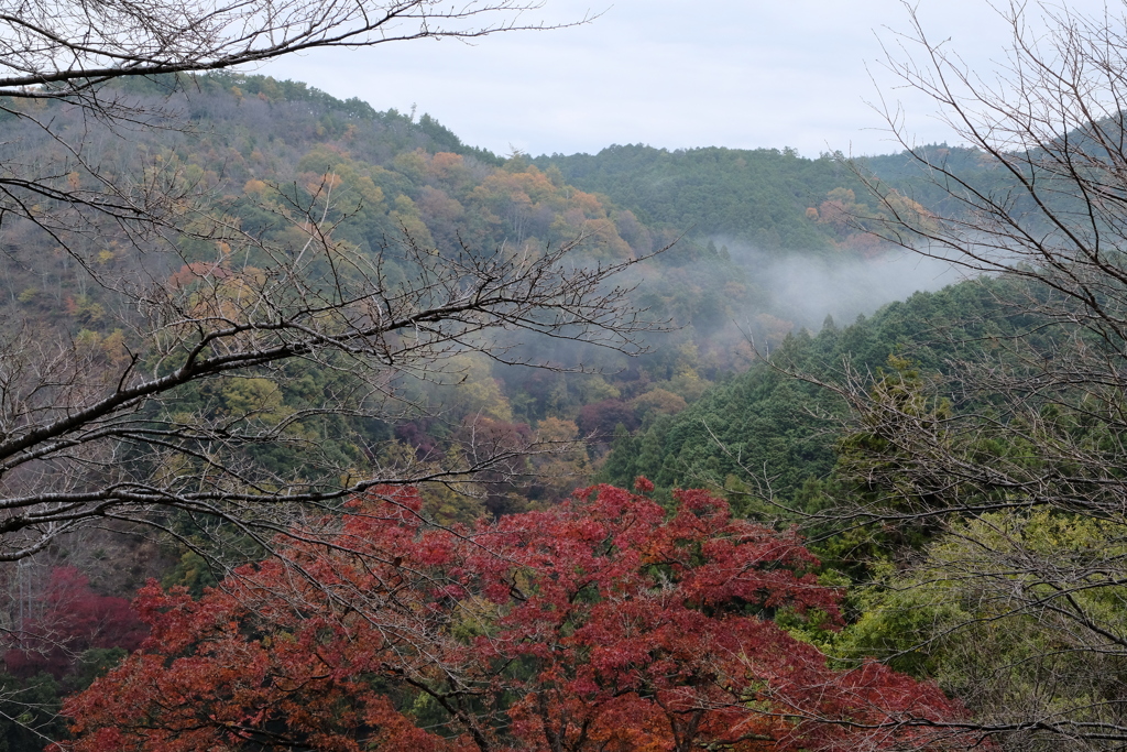 吉野の紅葉