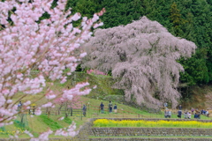 又兵衛桜(本郷の瀧桜)