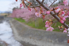 淀の河津桜