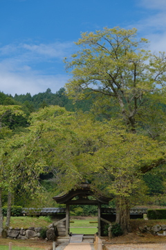 一乗谷朝倉氏館遺跡