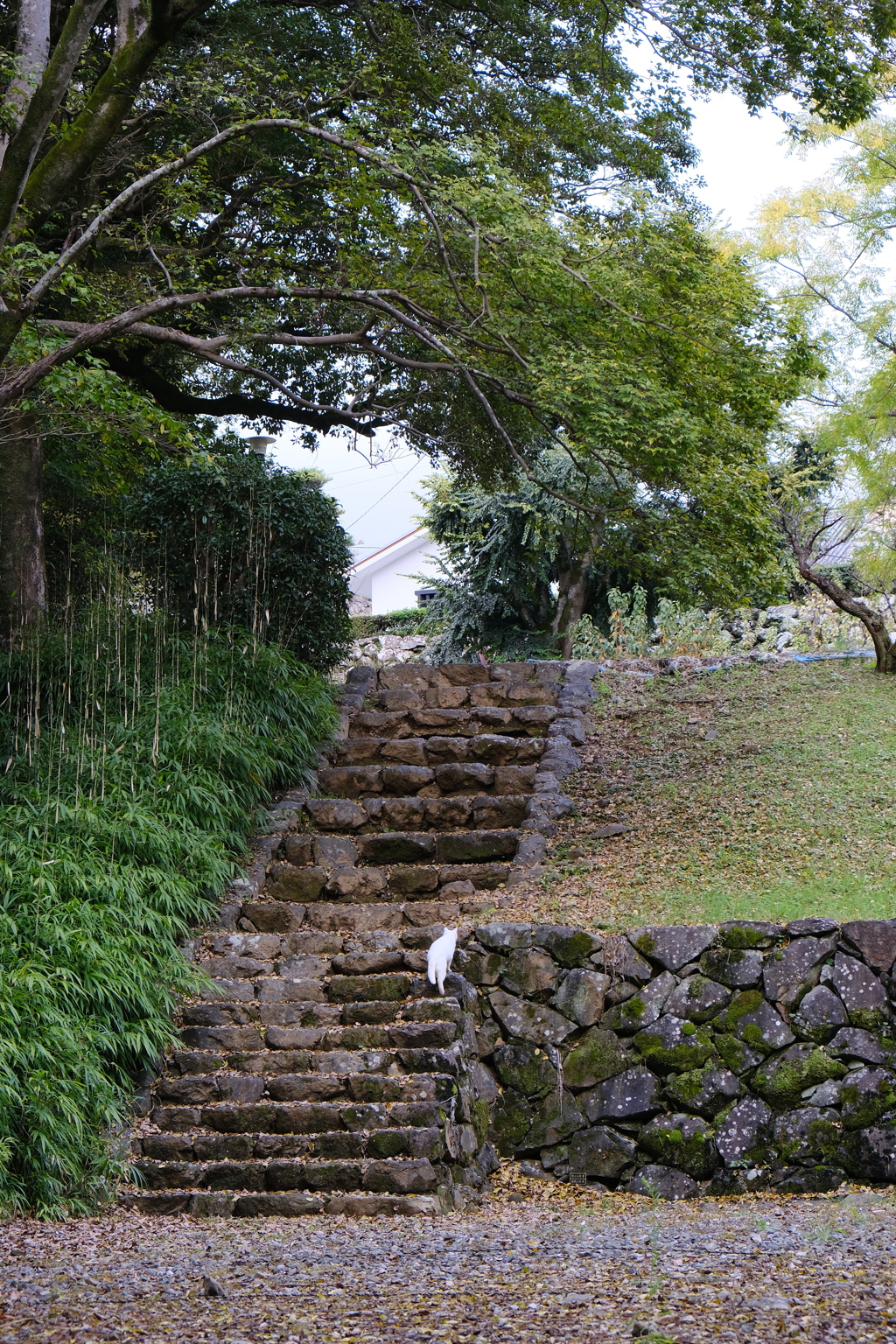 登城猫