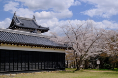 郡山城跡の桜