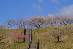 月ヶ瀬梅林