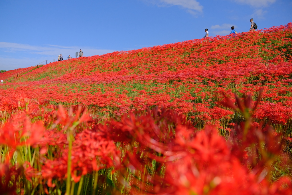 矢勝川堤の彼岸花