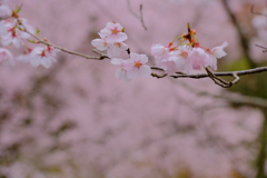 さくら