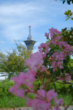 百日紅