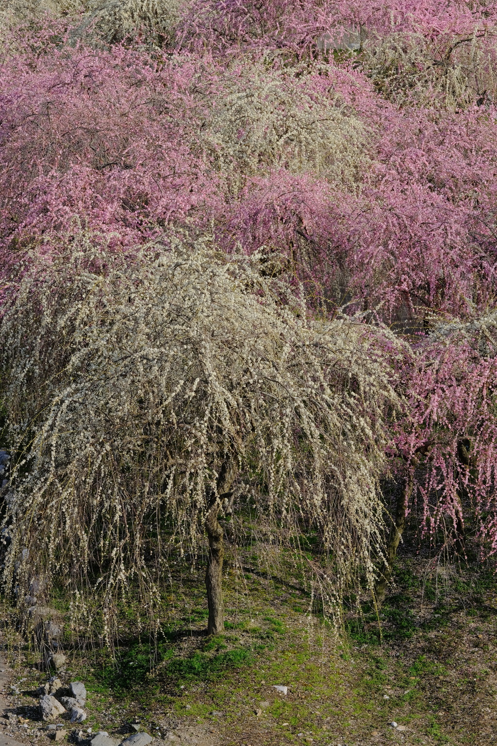 いなべ市農業公園