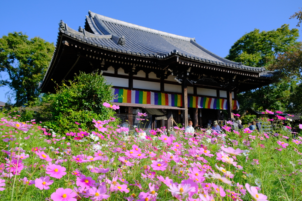 般若寺のコスモス