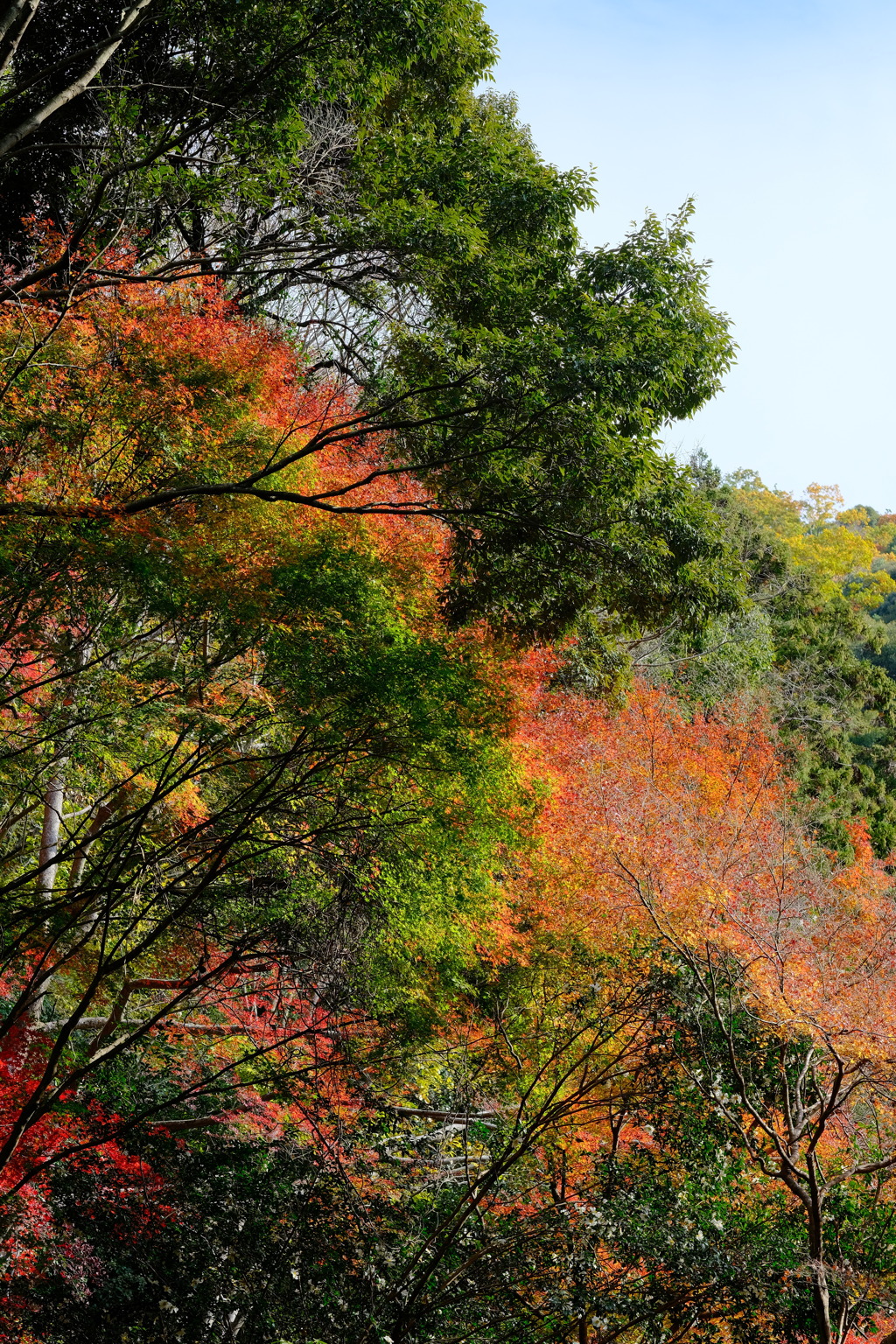 箕面公園の紅葉