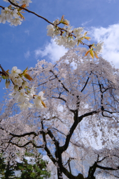 山桜も満開