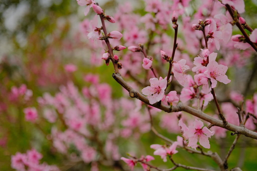 満開の桃の花