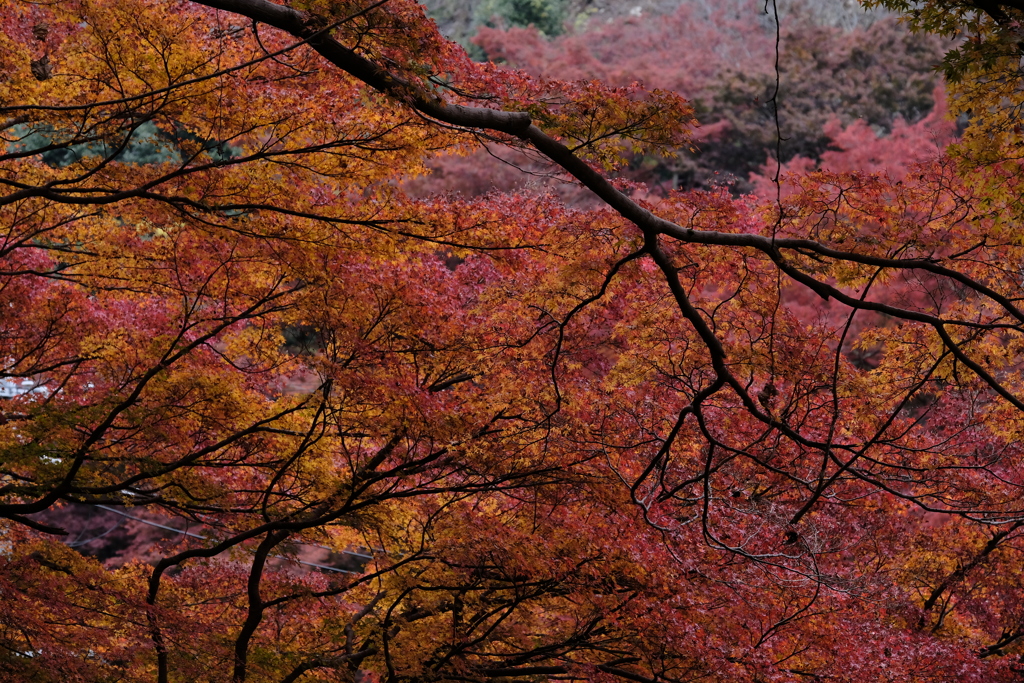 吉野の紅葉