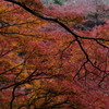 吉野の紅葉