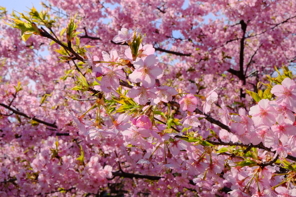 満開の河津桜