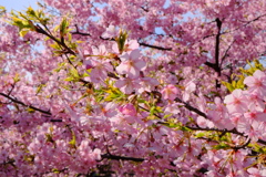満開の河津桜