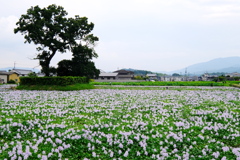 Water hyacinth