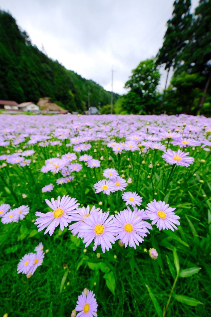 北山友禅菊