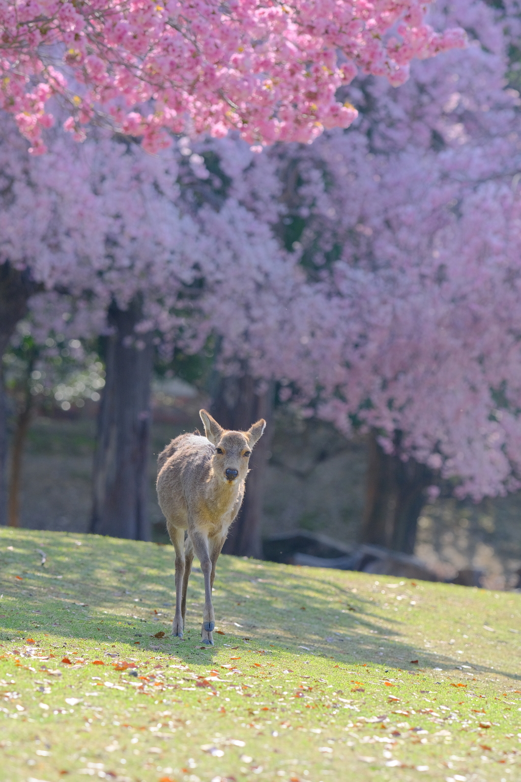 奈良鹿と桜