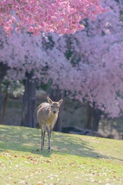 奈良鹿と桜