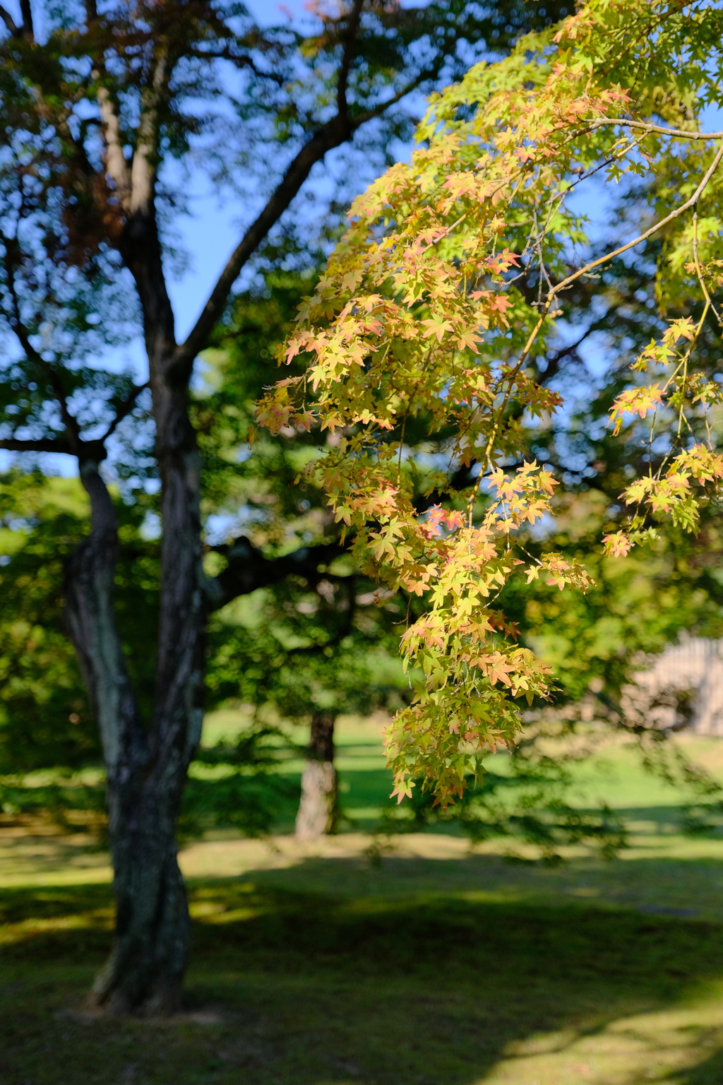 紅葉前の桂離宮