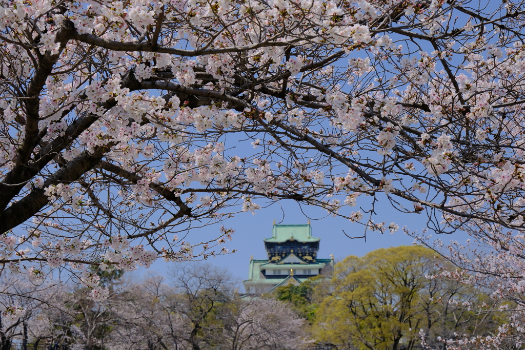 大阪城と桜