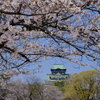 大阪城と桜