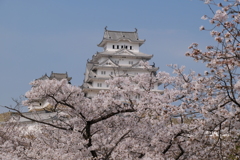 姫路城の桜