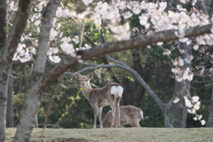 奈良公園の春