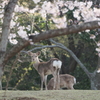 奈良公園の春