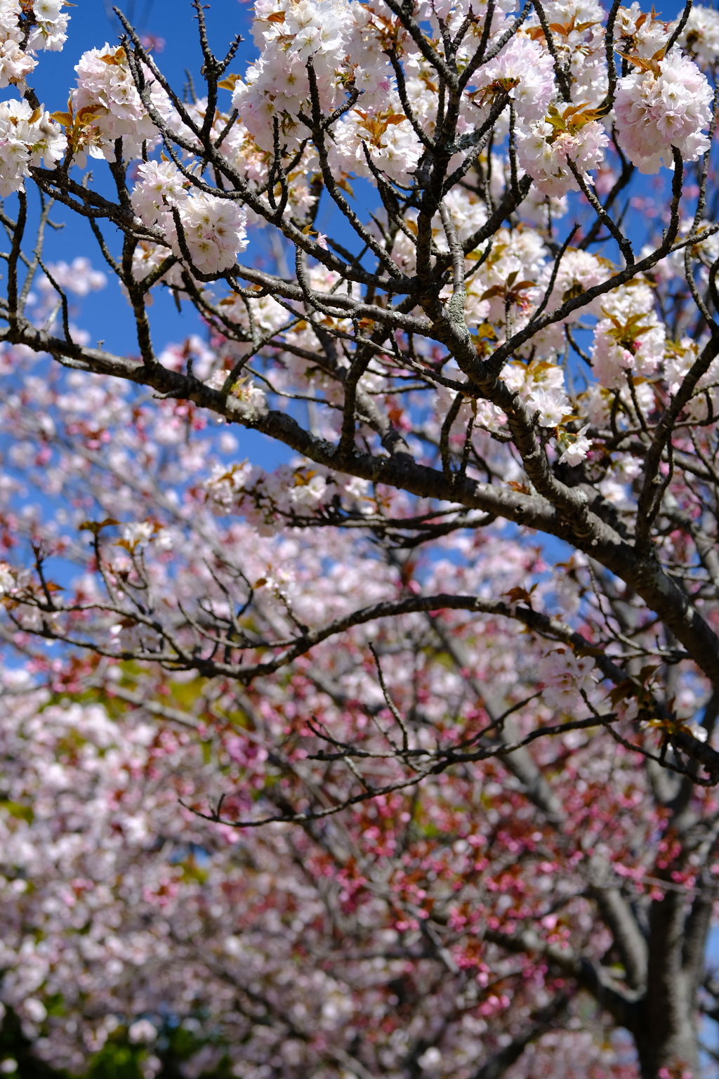 やなせ苑桜づつみの桜