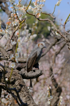 あっちむいてホイ