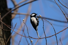 シジュウカラ