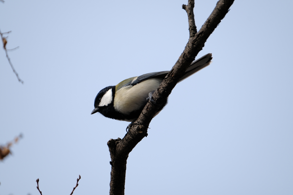 いつもの鳥たち