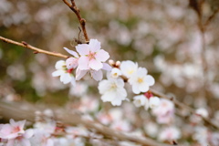 冬桜