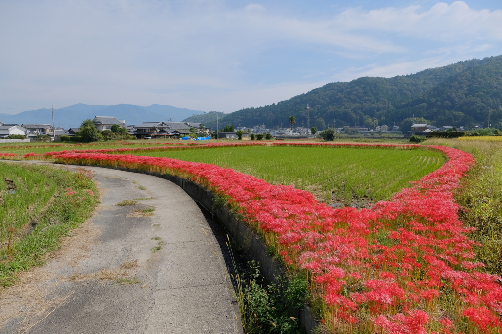 穴太寺の彼岸花