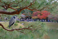 平等院のゴイサギ