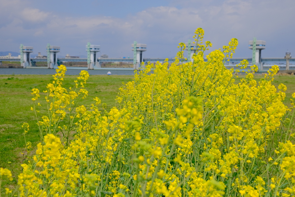 堤防の菜の花