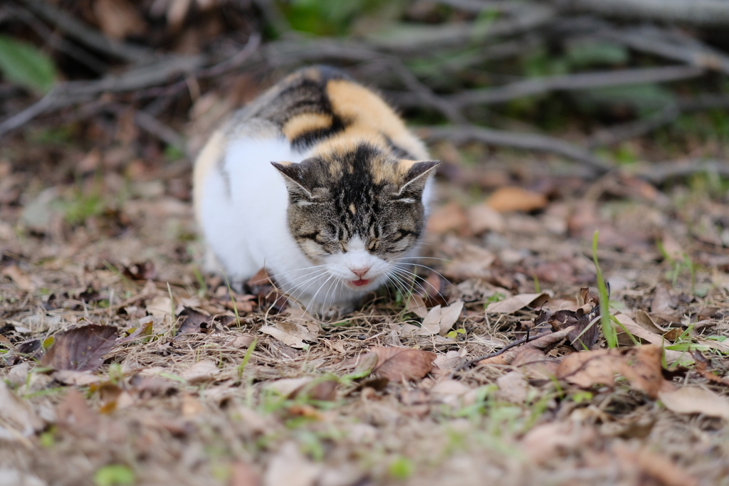 長浜城の城猫