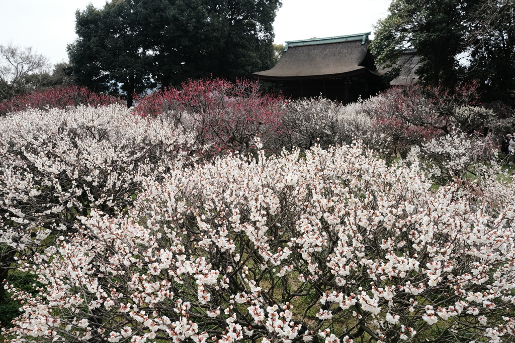 道明寺天満宮梅林