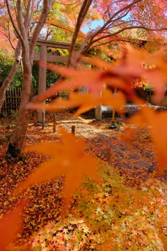 貴船口の紅葉