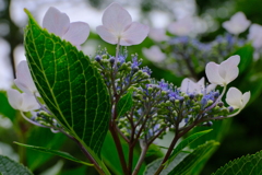 紫陽花