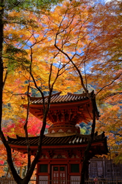 大威徳寺多宝塔の紅葉