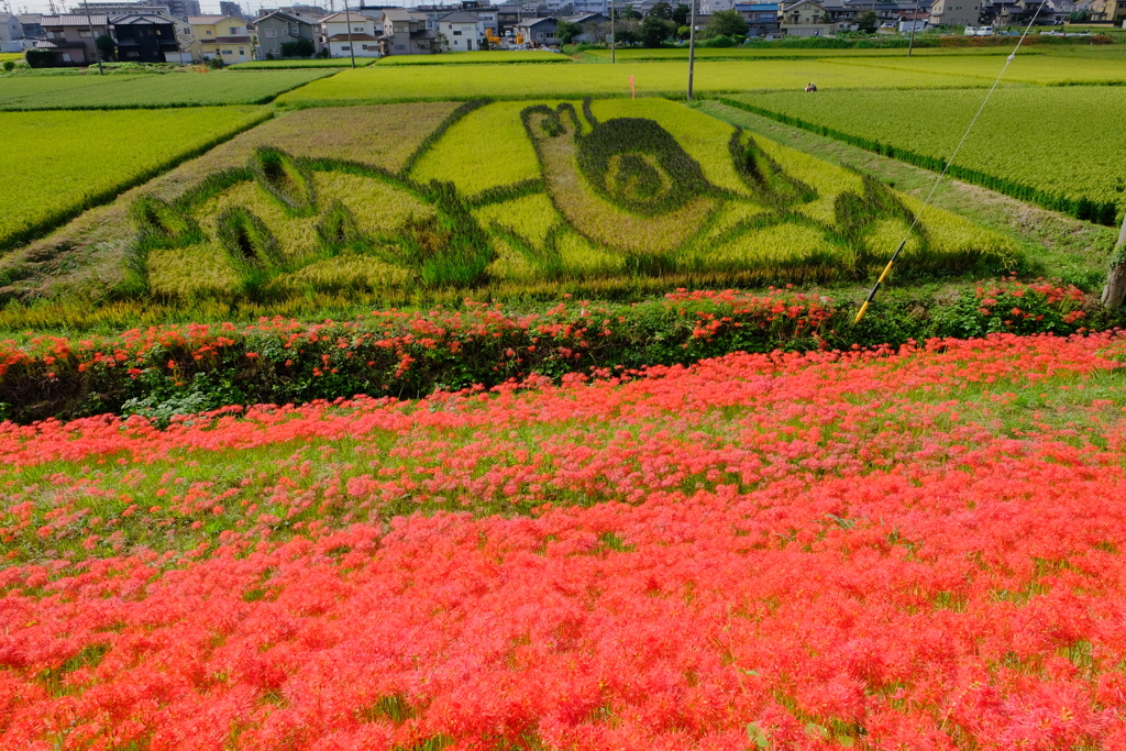 矢勝川堤の彼岸花
