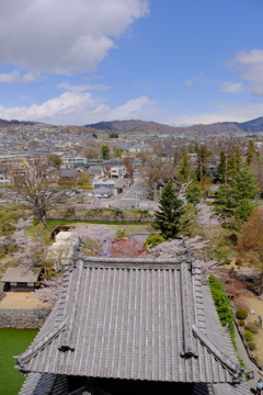 松本城と桜